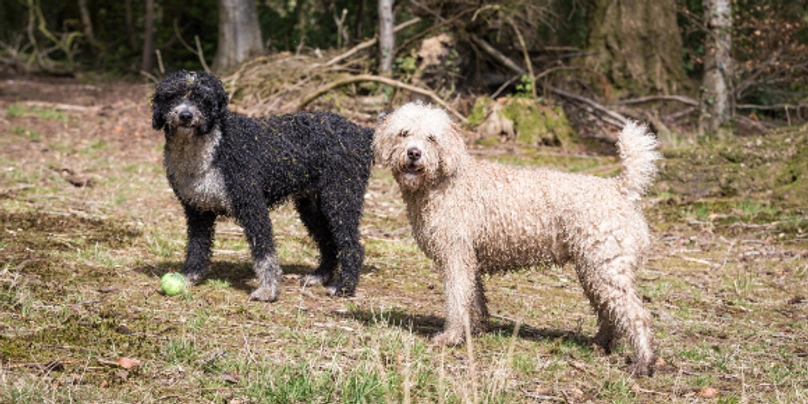 Spanish Water Dog Dogs Breed - Information, Temperament, Size & Price | Pets4Homes