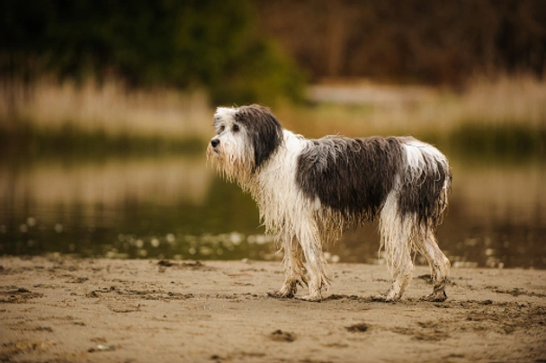 Polish Lowland Sheepdog Dogs Breed - Information, Temperament, Size & Price | Pets4Homes