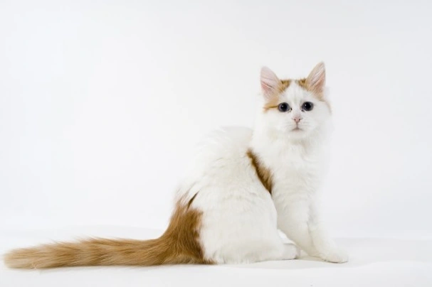 Turkish Van Cats Breed - Information, Temperament, Size & Price | Pets4Homes