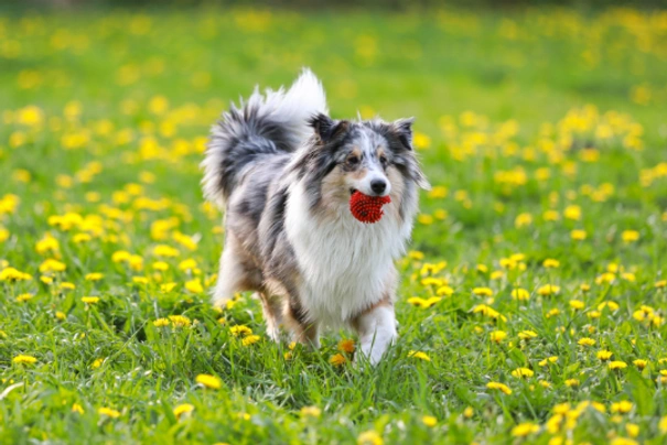 Shetland Sheepdog (Sheltie) Dogs Ras: Karakter, Levensduur & Prijs | Puppyplaats