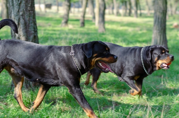 Rottweiler Dogs Breed - Information, Temperament, Size & Price | Pets4Homes