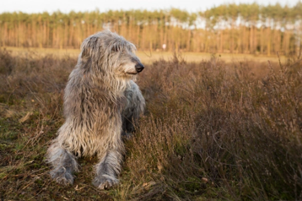 Deerhound Dogs Breed - Information, Temperament, Size & Price | Pets4Homes