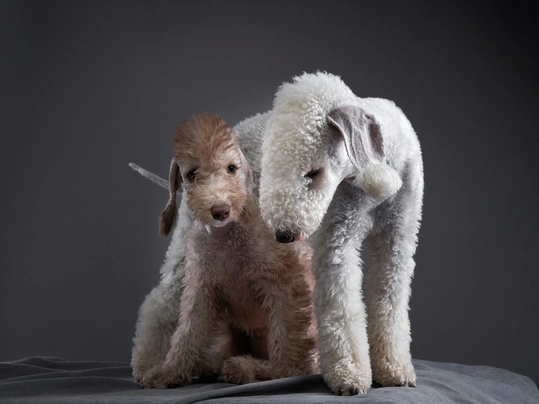 Bedlington Terrier Dogs Raza - Características, Fotos & Precio | MundoAnimalia