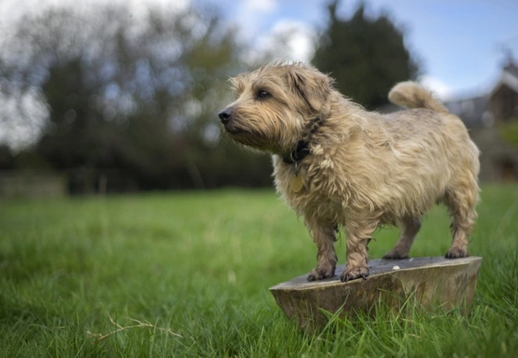 Norfolk Terrier Dogs Breed - Information, Temperament, Size & Price | Pets4Homes