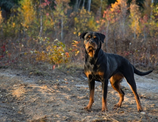 Rottweiler Dogs Breed - Information, Temperament, Size & Price | Pets4Homes