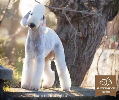 Bedlington Terrier Dogs Raza - Características, Fotos & Precio | MundoAnimalia