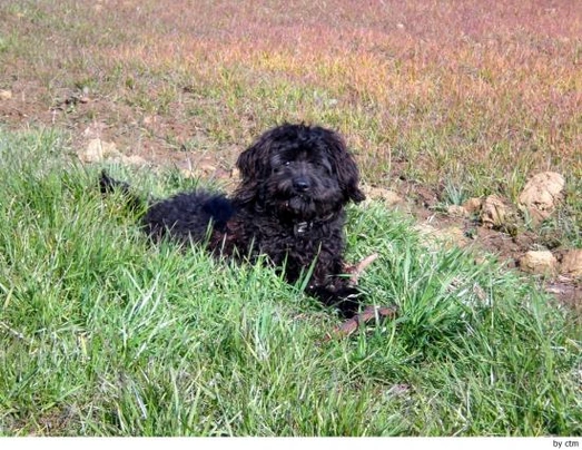 Barbet Dogs Raza - Características, Fotos & Precio | MundoAnimalia