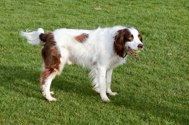 Engelse Springer Spaniel Dogs Ras: Karakter, Levensduur & Prijs | Puppyplaats