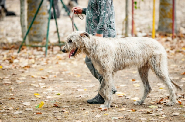 Deerhound Dogs Breed - Information, Temperament, Size & Price | Pets4Homes