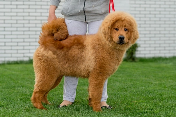 Tibetan Mastiff Dogs Breed - Information, Temperament, Size & Price | Pets4Homes