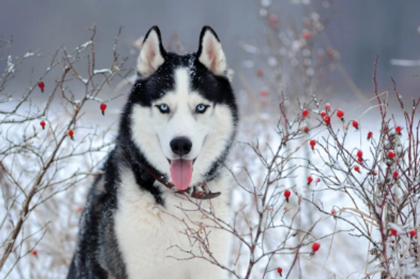 Siberische Husky Dogs Ras: Karakter, Levensduur & Prijs | Puppyplaats