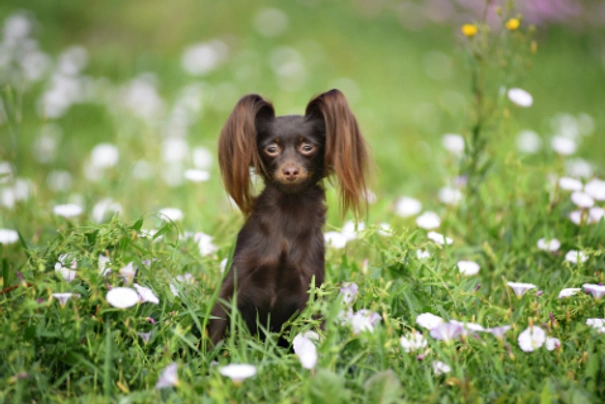 Russische Toy Terriër Dogs Ras: Karakter, Levensduur & Prijs | Puppyplaats