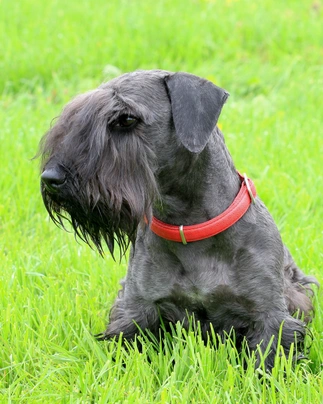 Cesky Terrier Dogs Breed - Information, Temperament, Size & Price | Pets4Homes