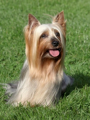 Australian Silky Terrier Dogs Breed - Information, Temperament, Size & Price | Pets4Homes