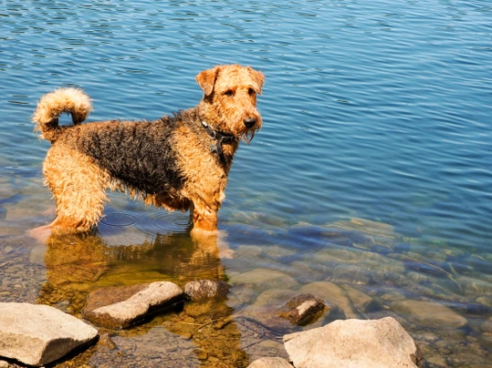 Airedale Terrier Dogs Breed - Information, Temperament, Size & Price | Pets4Homes