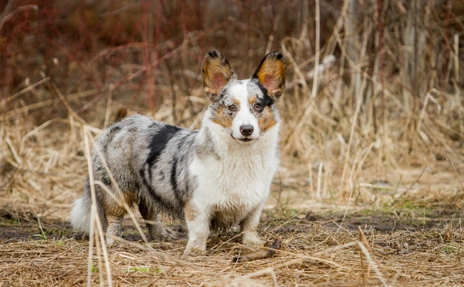 Welsh Corgi Cardigan Dogs Breed - Information, Temperament, Size & Price | Pets4Homes