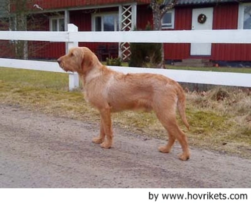 Griffon Fauve de Bretagne Dogs Raza - Características, Fotos & Precio | MundoAnimalia