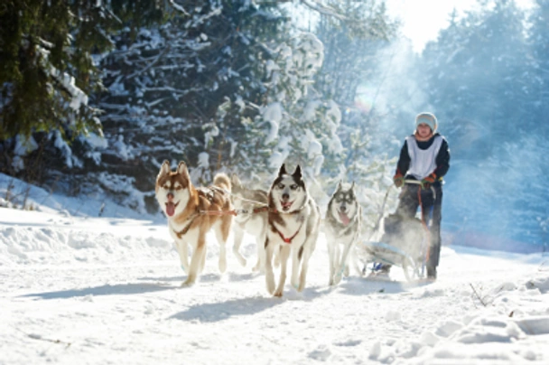 Siberische Husky Dogs Ras: Karakter, Levensduur & Prijs | Puppyplaats