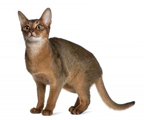 Abyssinian Cats Breed - Information, Temperament, Size & Price | Pets4Homes