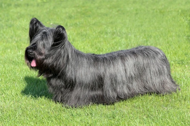 Skye Terrier Dogs Breed - Information, Temperament, Size & Price | Pets4Homes