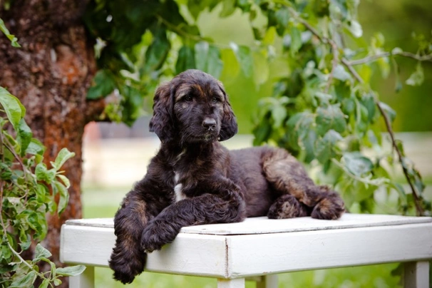 Afghan Hound Dogs Breed - Information, Temperament, Size & Price | Pets4Homes