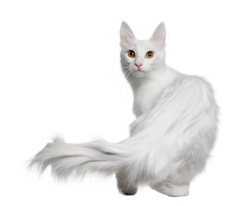 Arctic Curl Cats Breed - Information, Temperament, Size & Price | Pets4Homes