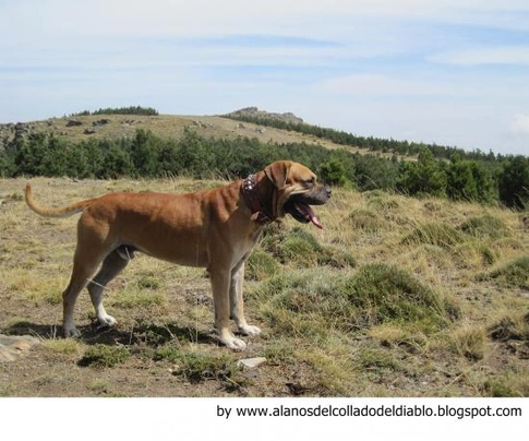 Alano Español Dogs Raza - Características, Fotos & Precio | MundoAnimalia