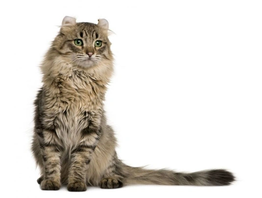 American Curl Cats Breed - Information, Temperament, Size & Price | Pets4Homes