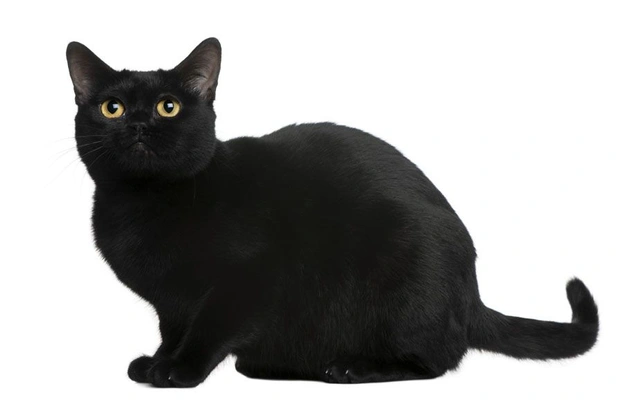 Bombay Cats Breed - Information, Temperament, Size & Price | Pets4Homes