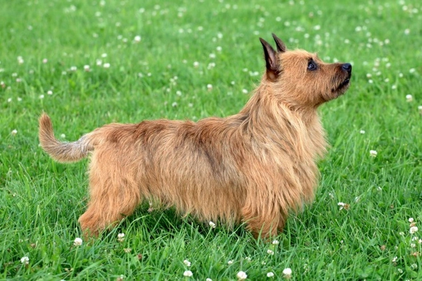 Australian Terrier Dogs Breed - Information, Temperament, Size & Price | Pets4Homes