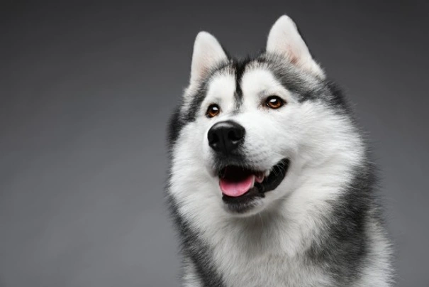 Siberische Husky Dogs Ras: Karakter, Levensduur & Prijs | Puppyplaats