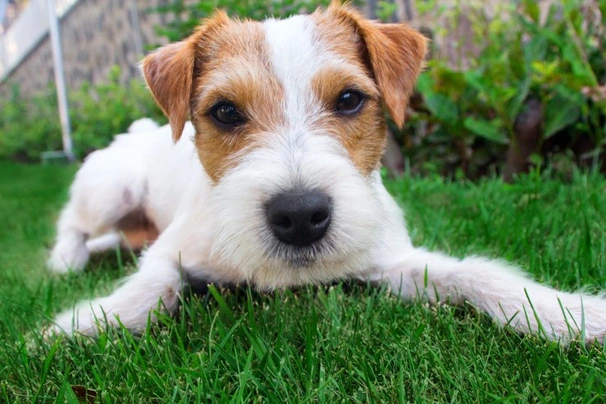 Parson Russell Terrier Dogs Breed - Information, Temperament, Size & Price | Pets4Homes