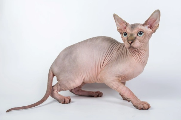 Sphynx Cats Breed - Information, Temperament, Size & Price | Pets4Homes