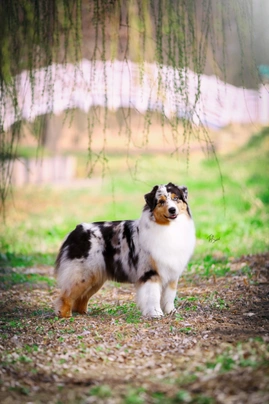 Australian Shepherd Dogs Breed - Information, Temperament, Size & Price | Pets4Homes