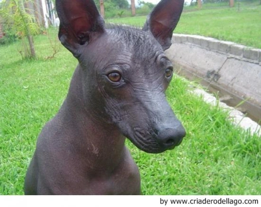 Xoloitzcuintle - Perro Sin Pelo Mexicano Dogs Raza - Características, Fotos & Precio | MundoAnimalia