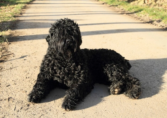 Russian Black Terrier Dogs Breed - Information, Temperament, Size & Price | Pets4Homes