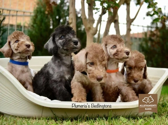 Bedlington Terrier Dogs Raza - Características, Fotos & Precio | MundoAnimalia