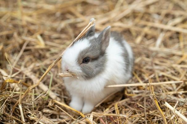 Netherland Dwarf Rabbits Breed - Information, Temperament, Size & Price | Pets4Homes