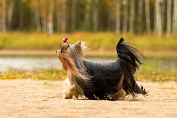 Yorkshire Terriër Dogs Ras: Karakter, Levensduur & Prijs | Puppyplaats