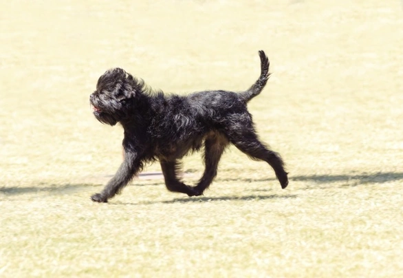 Affenpinscher Dogs Ras: Karakter, Levensduur & Prijs | Puppyplaats