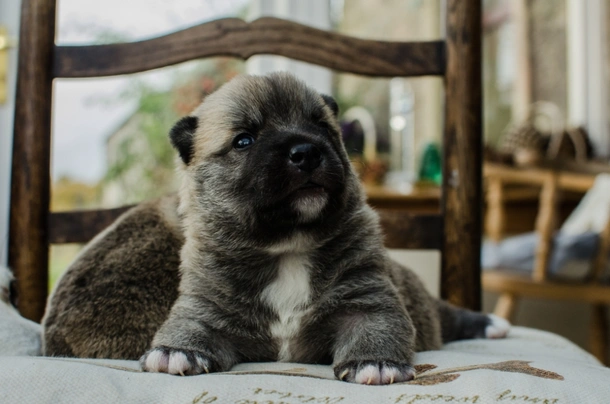 Norsk Buhund Dogs Raza - Características, Fotos & Precio | MundoAnimalia