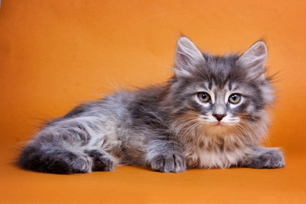 Siberian Cats Breed - Information, Temperament, Size & Price | Pets4Homes