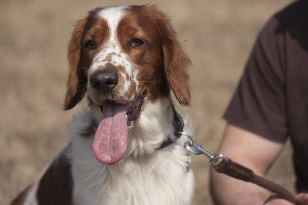 Welsh Springer Spaniel Dogs Breed - Information, Temperament, Size & Price | Pets4Homes