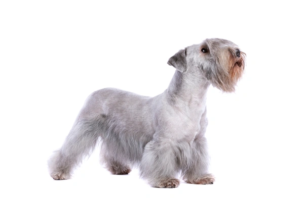 Cesky Terrier Dogs Breed - Information, Temperament, Size & Price | Pets4Homes