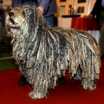 Bergamasco Dogs Breed - Information, Temperament, Size & Price | Pets4Homes