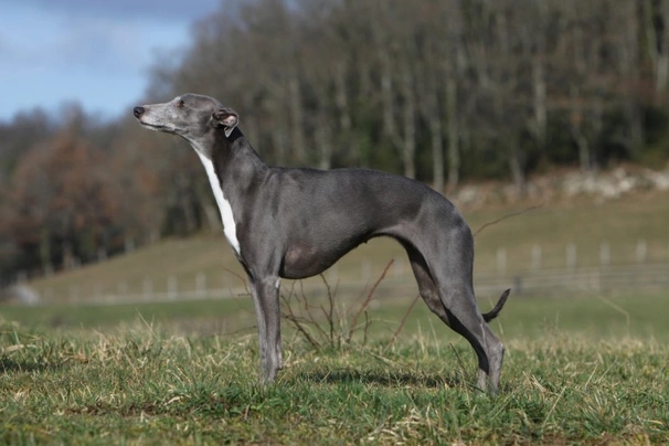 Whippet Dogs Ras: Karakter, Levensduur & Prijs | Puppyplaats