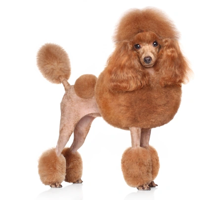 Poedel Toy Dogs Ras: Karakter, Levensduur & Prijs | Puppyplaats