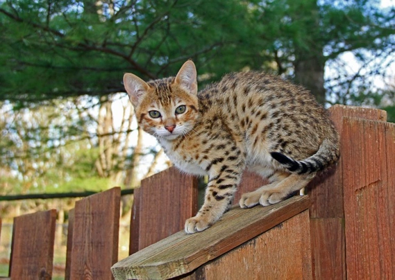 Savannah Cats Breed - Information, Temperament, Size & Price | Pets4Homes