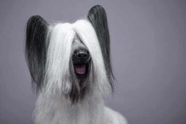 Skye Terrier Dogs Breed - Information, Temperament, Size & Price | Pets4Homes