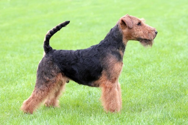 Welsh Terrier Dogs Breed - Information, Temperament, Size & Price | Pets4Homes